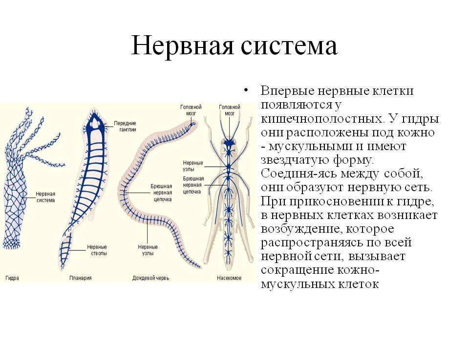 Кракен даркнет ссылка